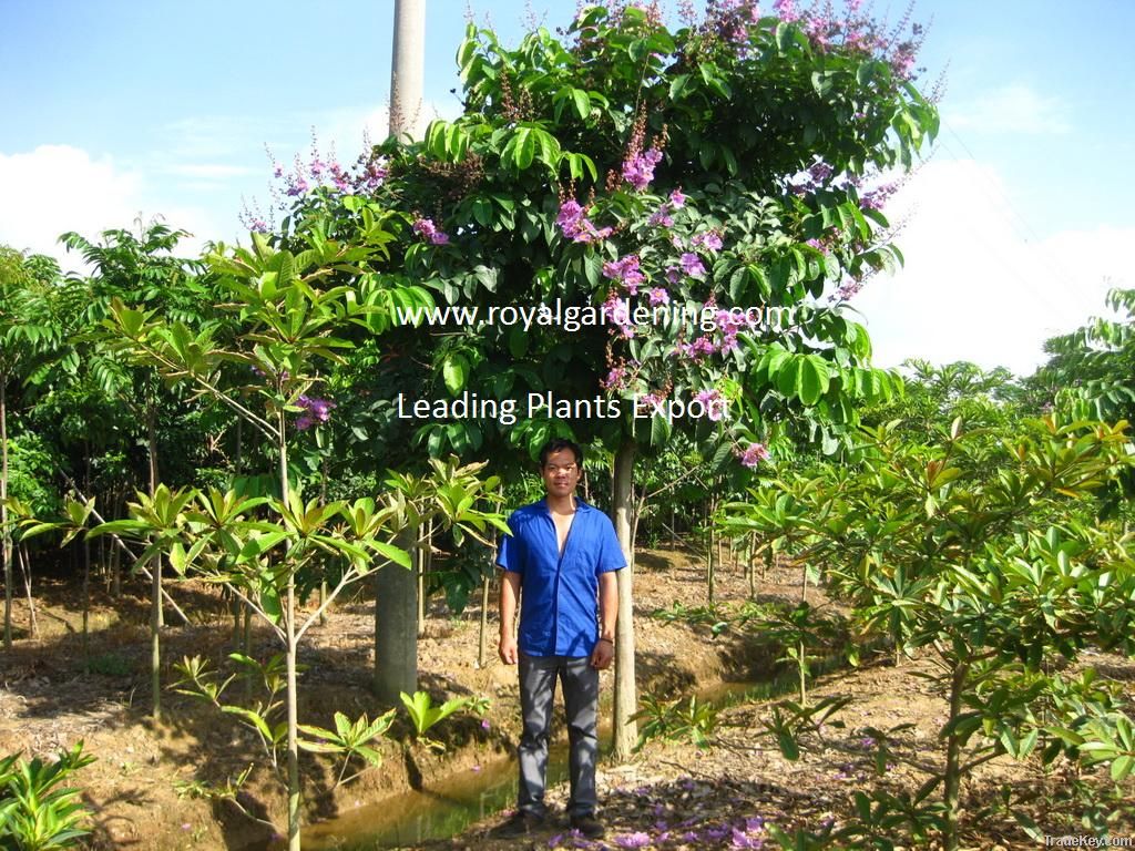 Lagerstroemia speciosa