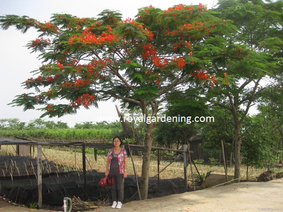 Delonix regia