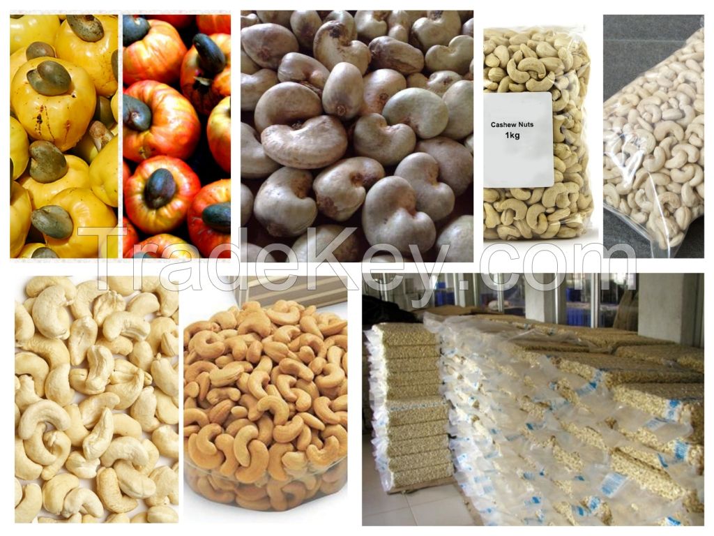 Dried Style S.A Cashew Nuts/ Cashew Kernels ww240/ ww320/ ws/ lp