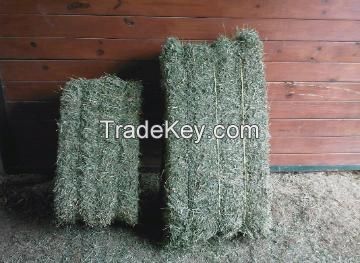 Alfalfa Hay, Oats Hay, Rhodes Grass Bales, Luzerme Alfalfa Dehydrated