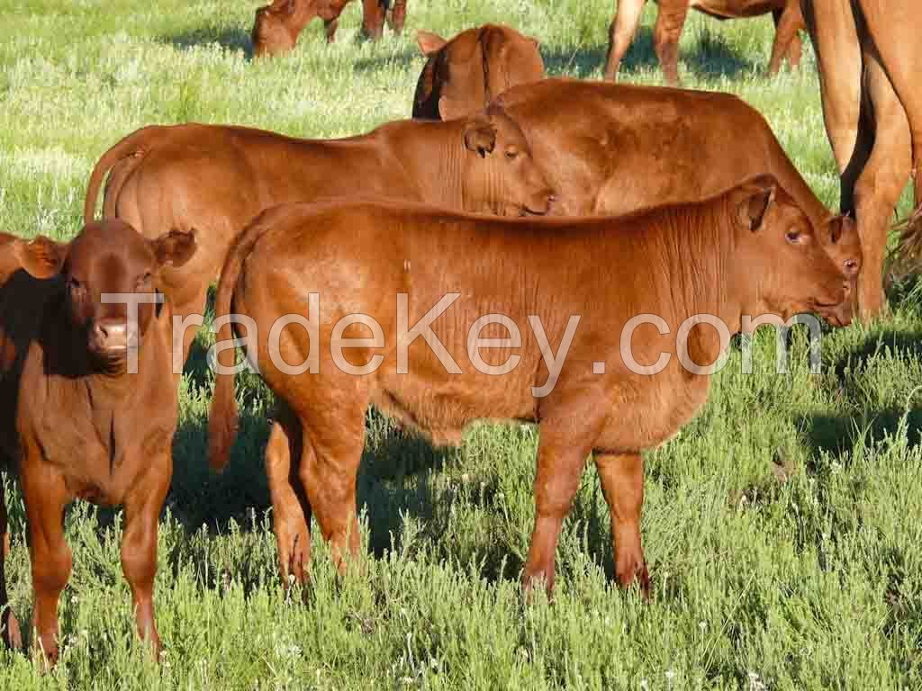 Calves  for sale 