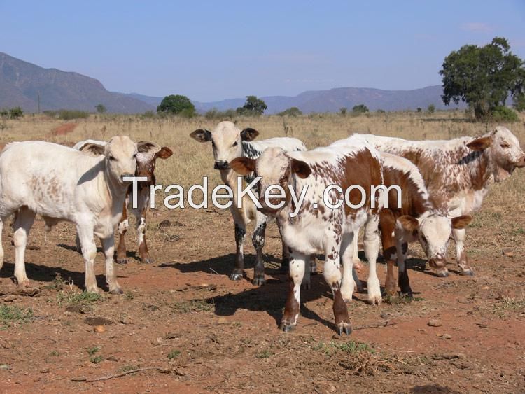 Calves  for sale 