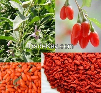 100% organic dried goji berry, goji extract , goji juice extract