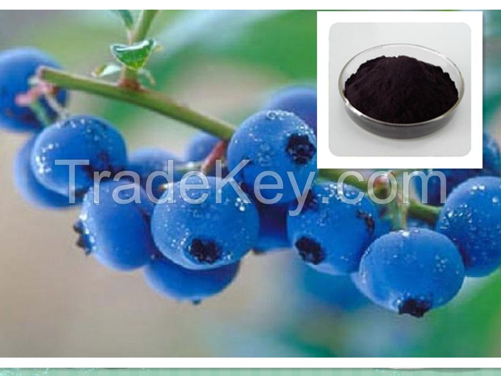 Bilberry Extract with Anthocyandins 25%