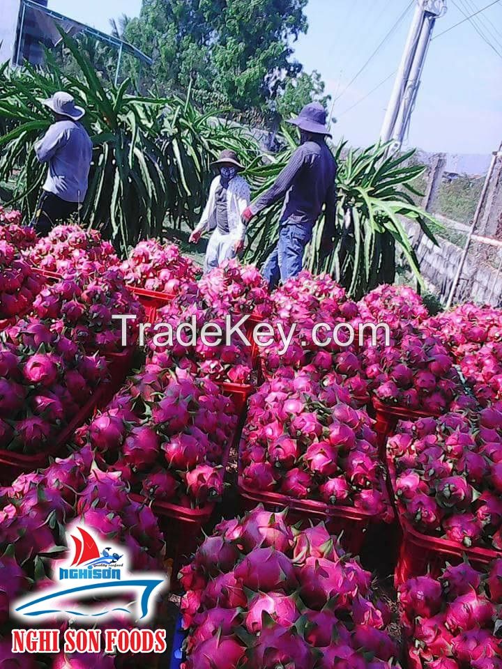 Fresh dragon fruit from Vietnam (+84342828779)