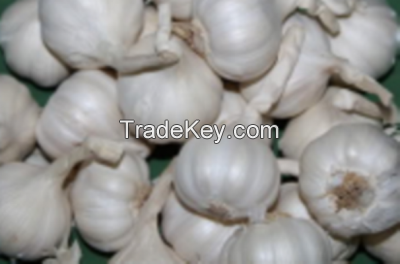 fresh gralic price normal white garlic  in 2018( Ms Anna +84988332914-whatsapp)