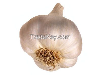  Fresh Garlic