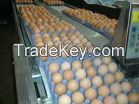 Fresh Chicken Eggs