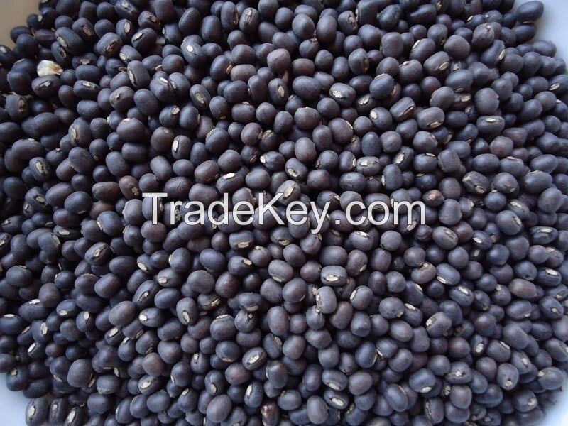 Black Matpe Beans (Thailand)