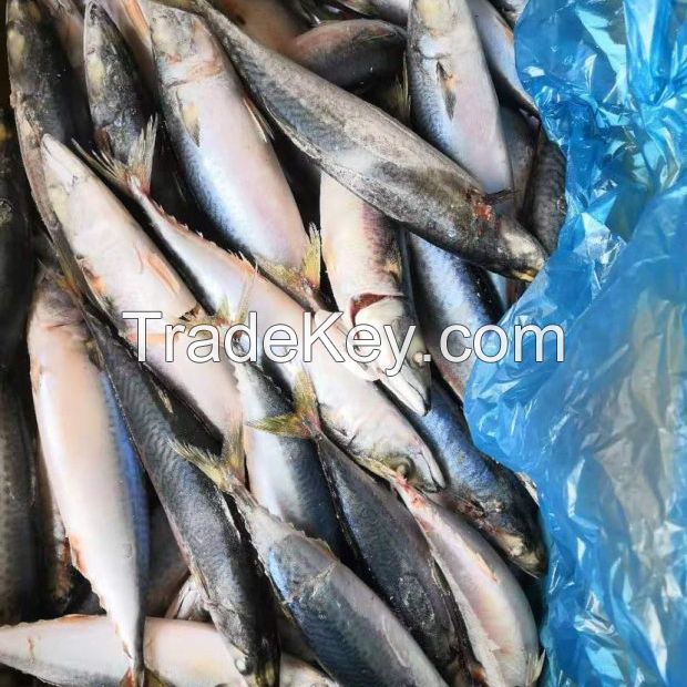 Frozen Sardine Fish and Frozen Horse Mackerel