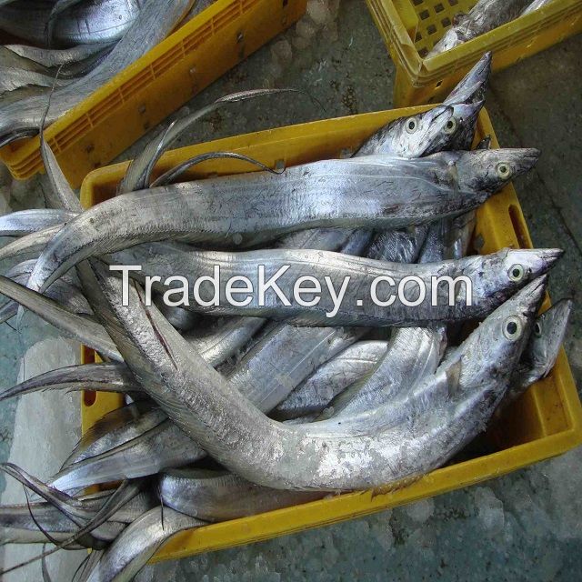 Ribbon Fish Balochistan Frozen Horse Mackerel, Salmon,Eel, Sea Bass Globefish &amp; Tuna Fish