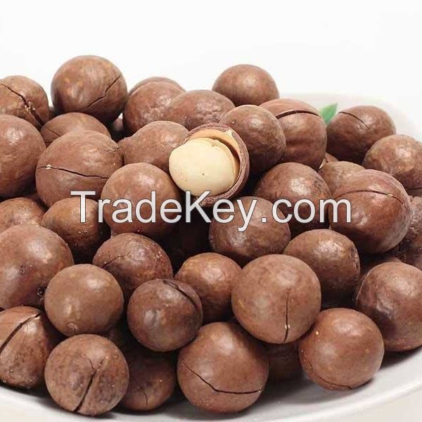 Bulk High Quality Macadamia/ Macadamia nuts/roasted macadamia