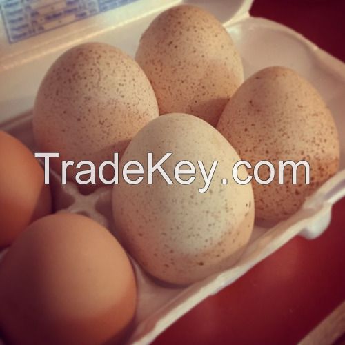 Fresh Chicken Turkey Eggs 