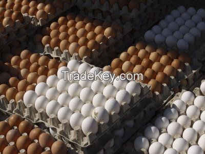 White and Brown Chicken Eggs 