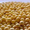 Soybean and Corn from ...