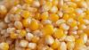 Natural Yellow Corn Gr...