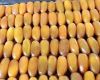 Deglet Noor Dates