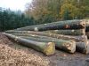 Cheap Birch,Beech,Oak,...