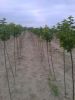 Fruit seedlings