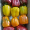 Fresh Capsicum