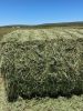 Alfalfa Lucerne Hay fo...
