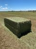 Alfalfa Lucerne Hay