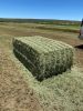 Alfalfa Lucerne Hay fo...