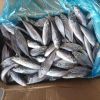 200-300g Whole Fresh Frozen Mackerel Fish Prices