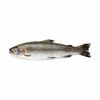Rainbow Trout