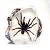 insect amber