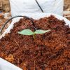 Coco peat and cocnut c...