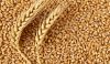 Soft wheat