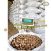 Whole white Betel Nut ...