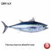 Bluefin Tuna (Thunnus ...