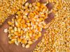 MAIZE