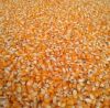 MAIZE