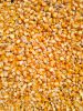 MAIZE