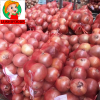 fresh onion/onion powd...