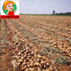 fresh onion/onion powd...