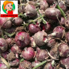 fresh onion/onion powd...