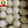 fresh onion/onion powd...