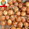 fresh onion/onion powd...