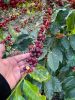 Specialty Coffee, Parc...