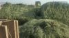 Rhodes Grass
