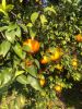 Mandarin(Kinnow)