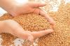 High Protein Wheat Gra...