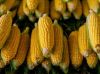 Bulk Maize Corn Supply for Food Processing Industry