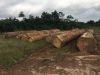 Azobe (Ekki) Round Logs