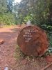 Azobe (Ekki) Round Logs