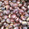 Sweet chestnuts